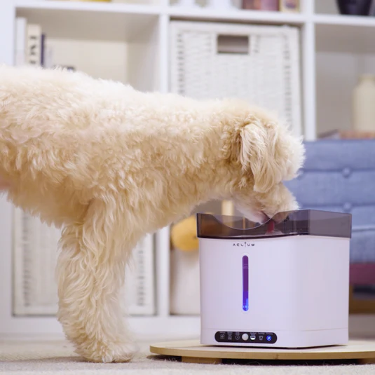 Aclıum Sensörlü Köpek Su Sebili