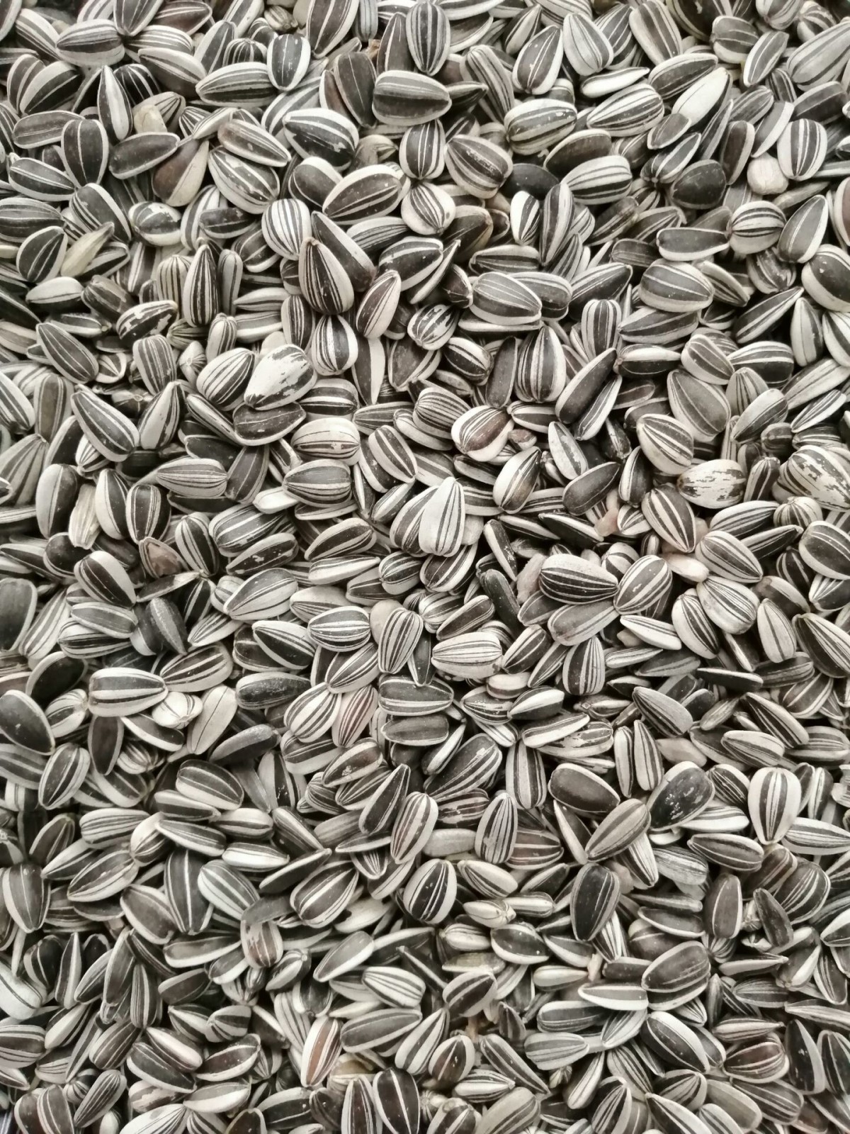 Alaca Küçük Çekirdek-10 Kg Alaca Küçük Çekirdek-10 Kg