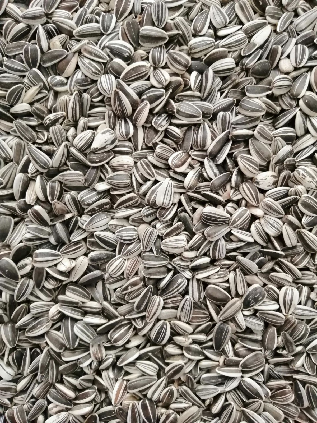 Alaca Küçük Çekirdek-25 Kg Alaca Küçük Çekirdek-25 Kg