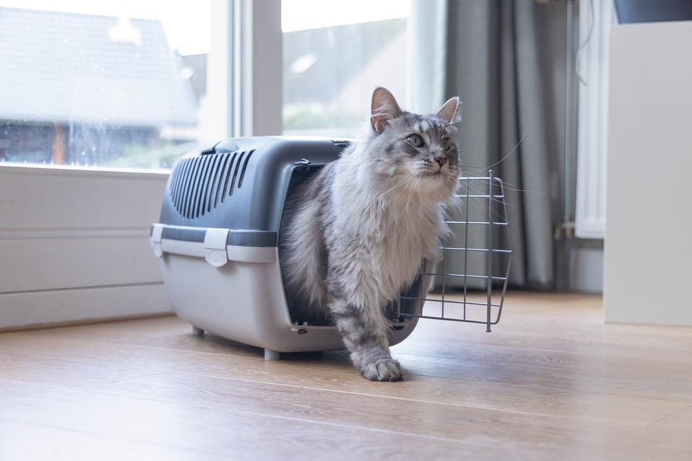 Beeztees Köpek veya Kedi Taşıma Kabı, 6Kg'ye kadar, Koyu Gri/Gri, 48x32x31cm