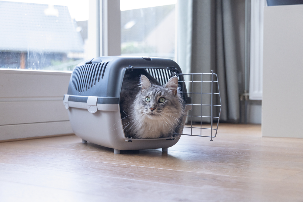 Beeztees Köpek veya Kedi Taşıma Kabı, 6Kg'ye kadar, Koyu Gri/Gri, 48x32x31cm