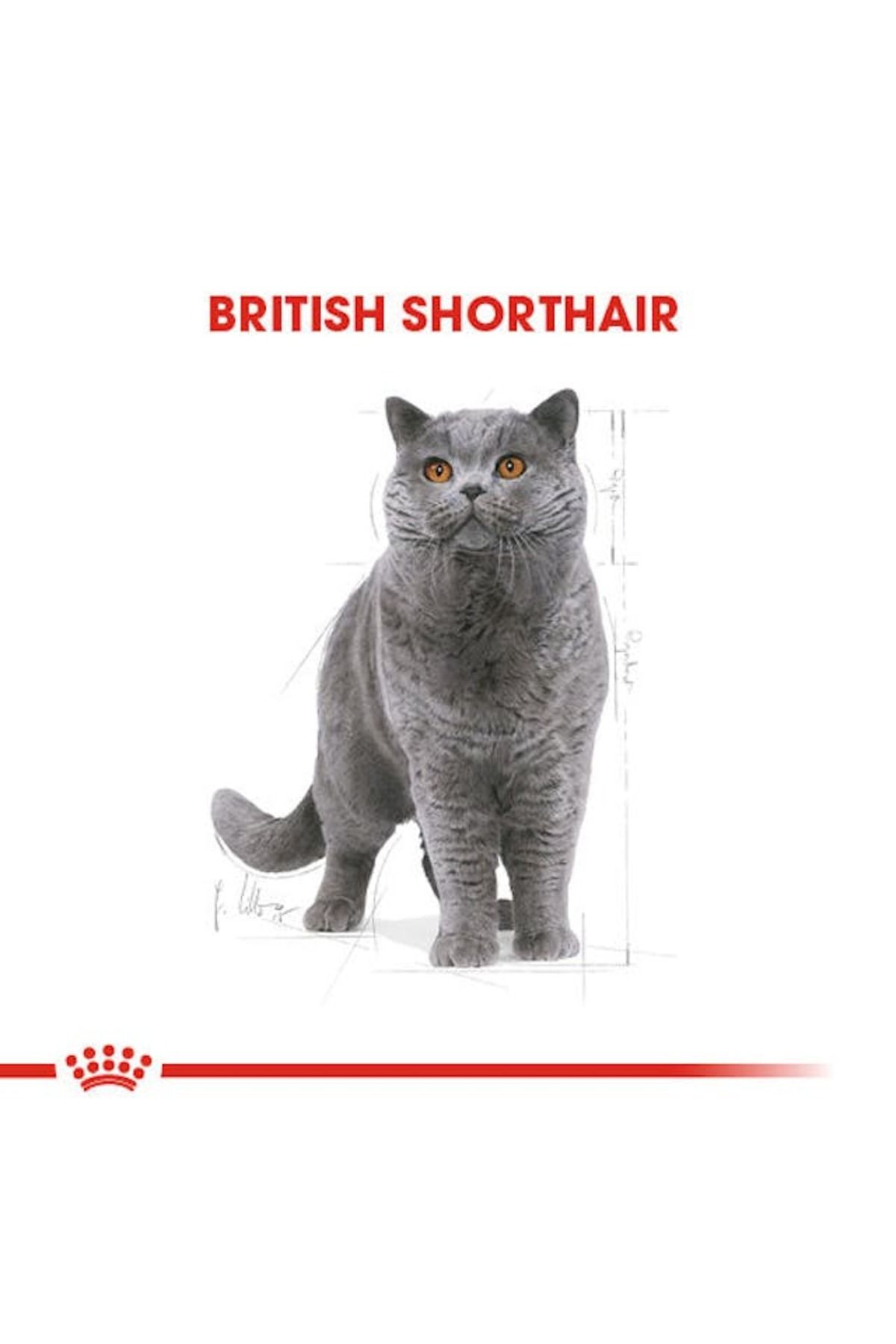 British Shorthair Adult Kedi Kuru Maması 2 Kg British Shorthair Adult Kedi Kuru Maması 2 Kg