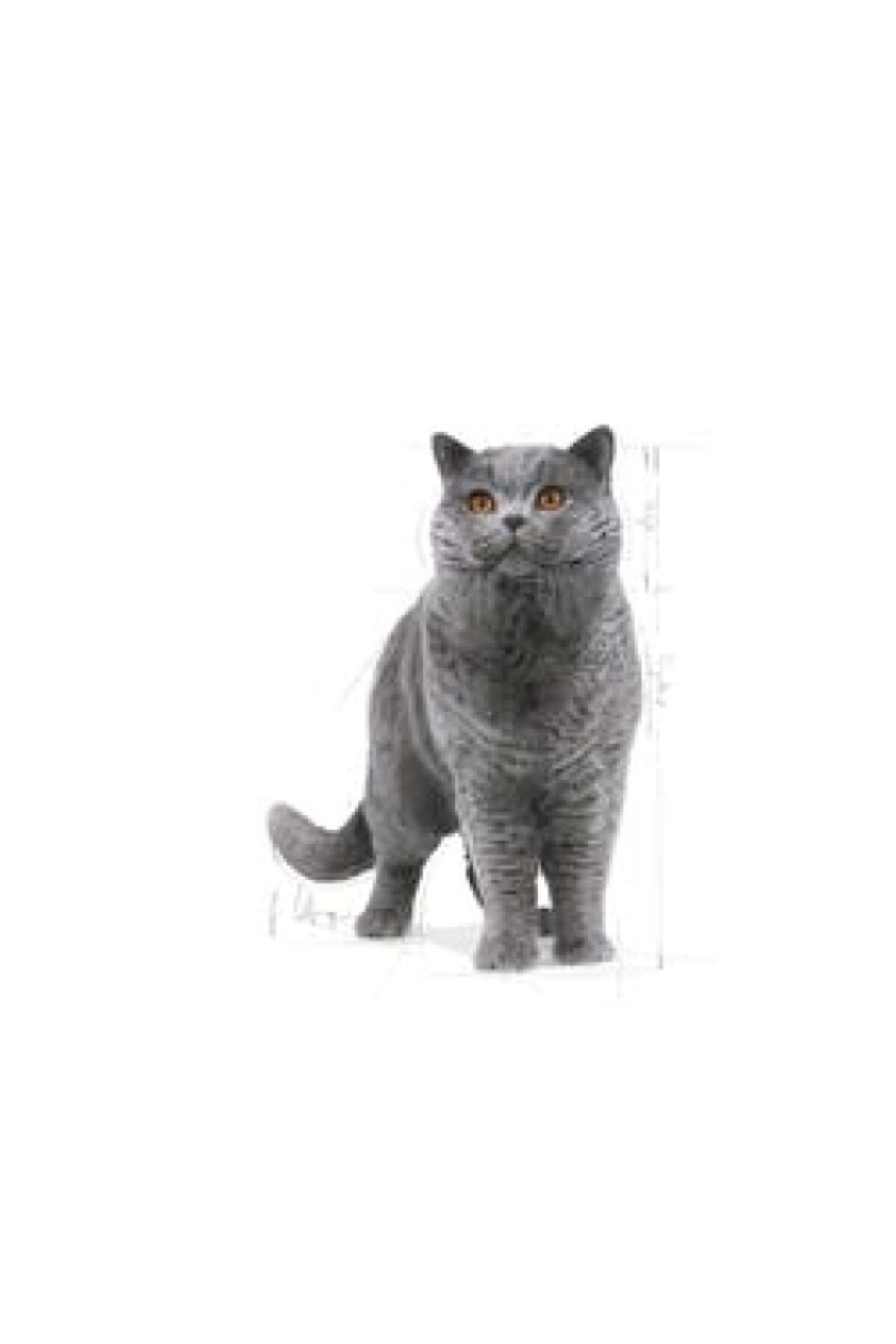 British Shorthair Adult Yetişkin Kedi Maması 2kg