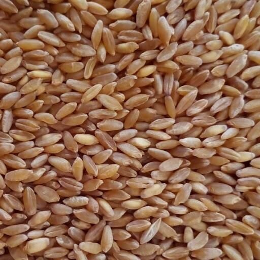 Buğday Yüksek Proteinli-5 Kg Buğday Yüksek Proteinli-5 Kg