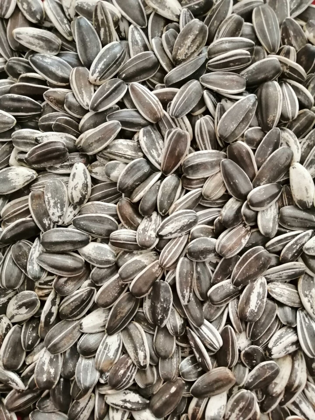 Dakota Çekirdek-5 Kg