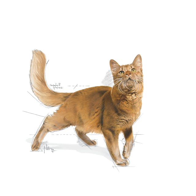 Royal Canin Fit 32 Yetişkin Kedi Maması 10 Kg