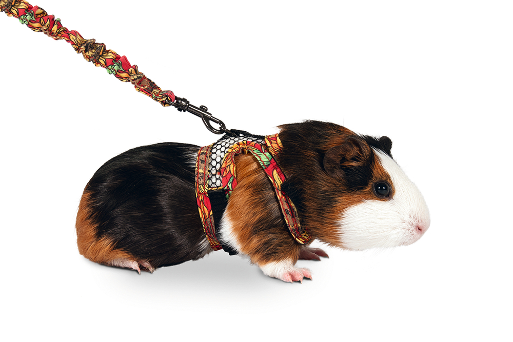 Karlıe Kemirgen Hayvan Göğüs Tasması