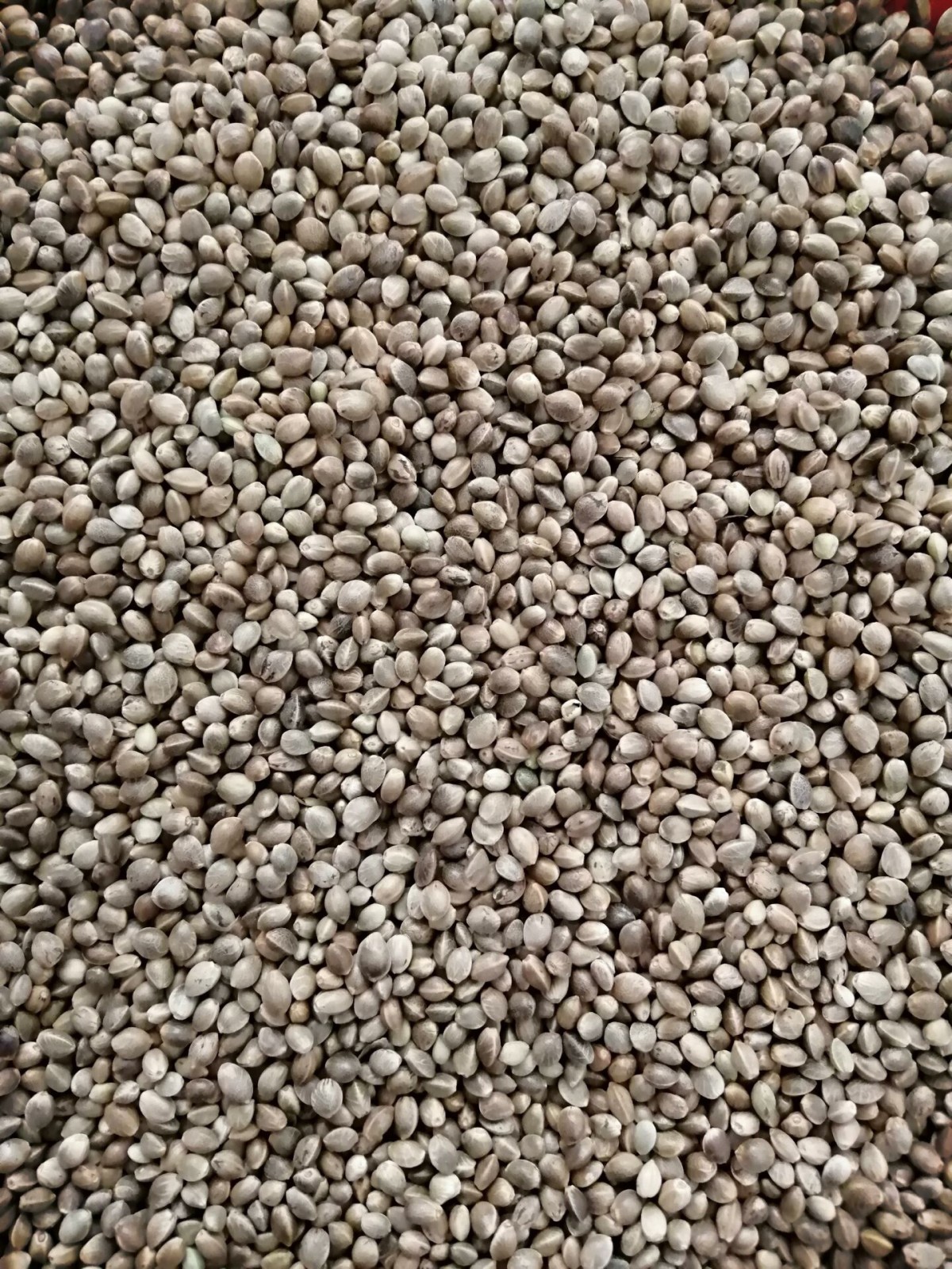 Kenevir Tohumu-5 Kg Kenevir Tohumu-5 Kg