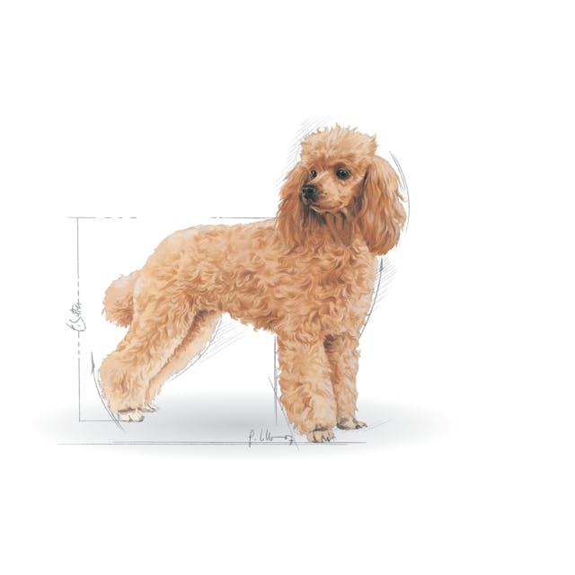 Royal Canin Poodle Yetişkin Köpek Maması 3 Kg Royal Canin Poodle Yetişkin Köpek Maması 3 Kg