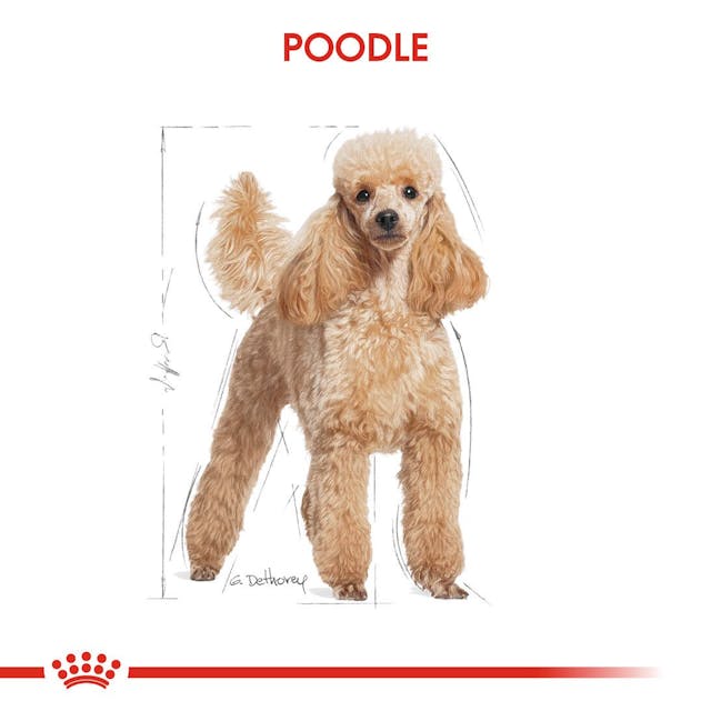 Royal Canin Poodle Yetişkin Köpek Maması 3 Kg Royal Canin Poodle Yetişkin Köpek Maması 3 Kg