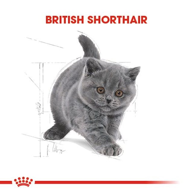 Royal Canin British Shorthair Kitten Yavru Kedi Maması 2 Kg Royal Canin British Shorthair Kitten Yavru Kedi Maması 2 Kg
