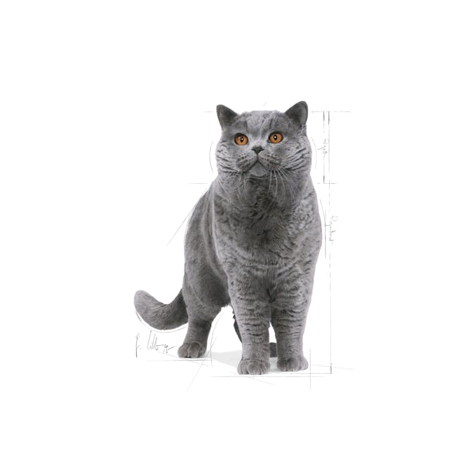 Royal Canin British Shorthair Yetişkin Kedi Maması 10 Kg Royal Canin British Shorthair Yetişkin Kedi Maması 10 Kg