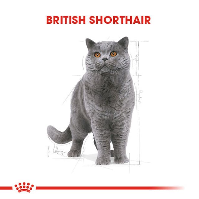 Royal Canin British Shorthair Yetişkin Kedi Maması 10 Kg Royal Canin British Shorthair Yetişkin Kedi Maması 10 Kg