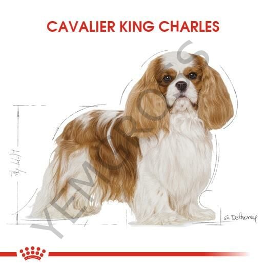 Royal Canin Cavalier King Charles Yetişkin Köpek Maması 3 Kg
