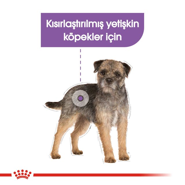 Royal Canin CCN Sterilised Kısırlaştırılmış Köpek Yaş Maması 85 Gr Royal Canin CCN Sterilised Kısırlaştırılmış Köpek Yaş Maması 85 Gr
