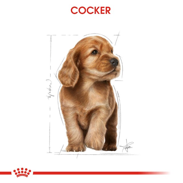 Royal Canin Cocker Puppy Yavru Köpek Maması 3 Kg Royal Canin Cocker Puppy Yavru Köpek Maması 3 Kg