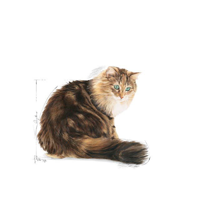 Royal Canin Ageing 12+ Yaşlı Kuru Kedi Maması 2 Kg Royal Canin Ageing 12+ Yaşlı Kuru Kedi Maması 2 Kg