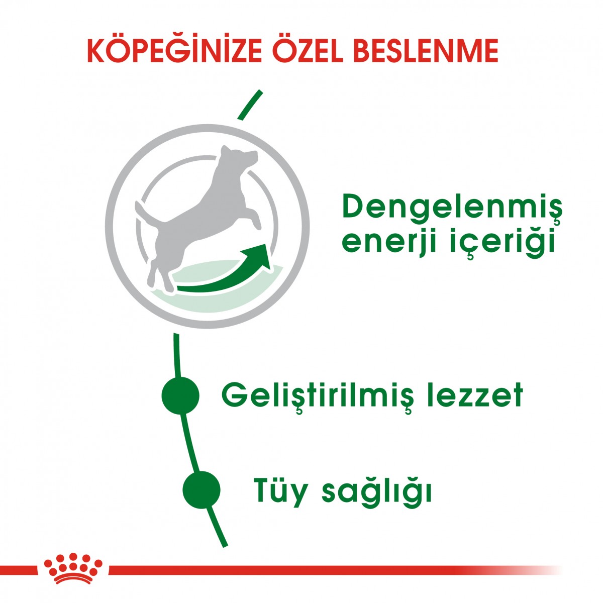 Royal Canin Mini Adult Küçük Irk Yetişkin Köpek Maması 8 Kg Royal Canin Mini Adult Küçük Irk Yetişkin Köpek Maması 8 Kg