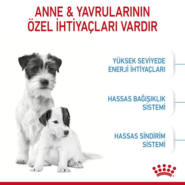 Royal Canin Mini Starter Küçük Irk Anne ve Yavru Köpek Maması 4 Kg