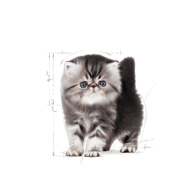 Royal Canin Persian Kitten Yavru İran Kedi Maması 2 Kg