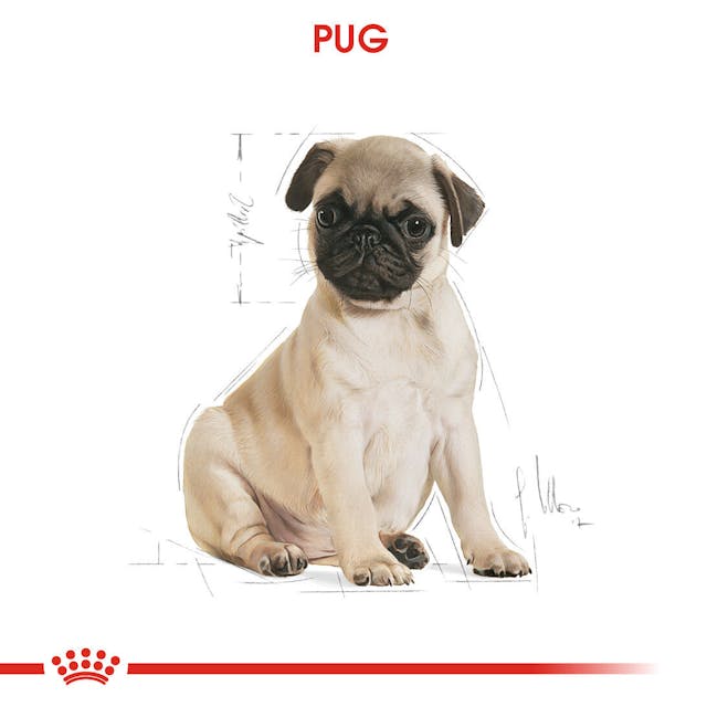Royal Canin Pug Puppy Yavru Köpek Maması 1,5 Kg Royal Canin Pug Puppy Yavru Köpek Maması 1,5 Kg