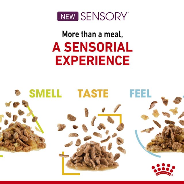 Royal Canin Sensory Smell Pouch Kedi Konserve Yaş Maması 85 Gr Royal Canin Sensory Smell Pouch Kedi Konserve Yaş Maması 85 Gr