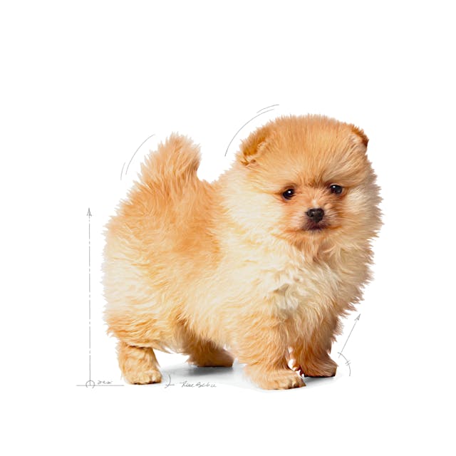 Royal Canin Mini Indoor Puppy Küçük Irk Yavru Köpek Maması 1,5 Kg Royal Canin Mini Indoor Puppy Küçük Irk Yavru Köpek Maması 1,5 Kg