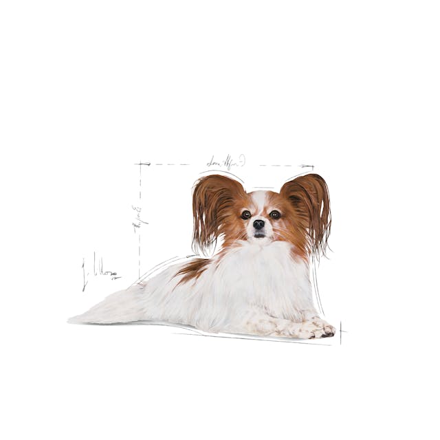 Royal Canin X-Small Adult Küçük Irk Yetişkin Köpek Maması 1,5 Kg