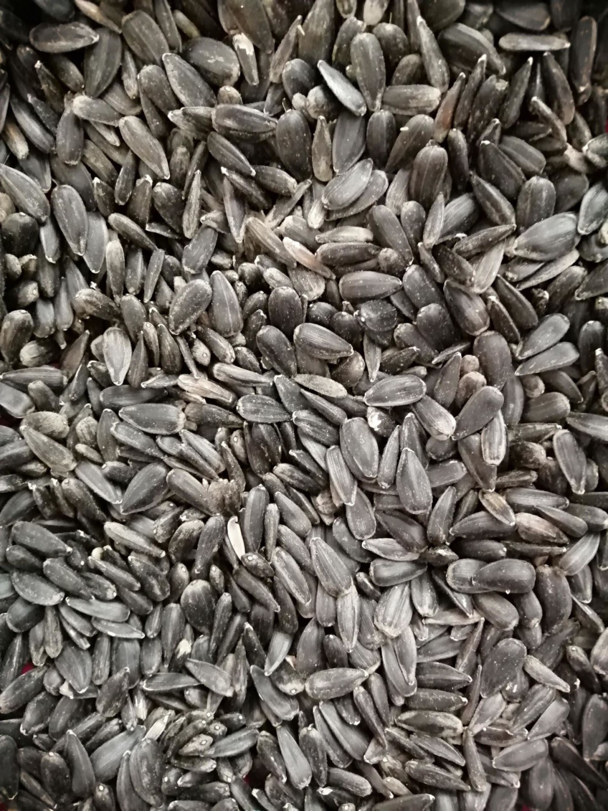 Siyah Küçük Çekirdek-10 Kg