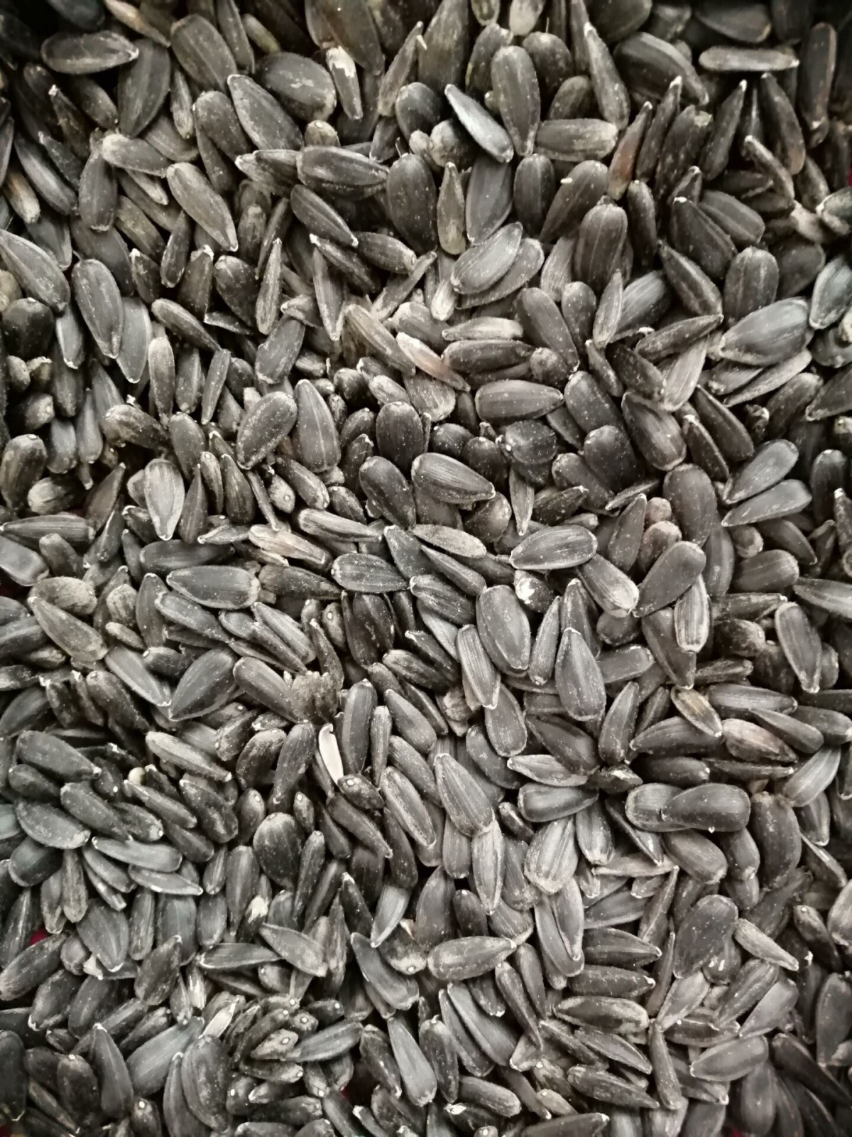 Siyah Küçük Çekirdek-5 Kg