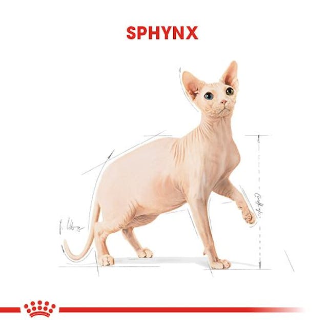 Royal Canin Sphynx Adult Tüysüz Yetişkin Kedi Maması 2 Kg