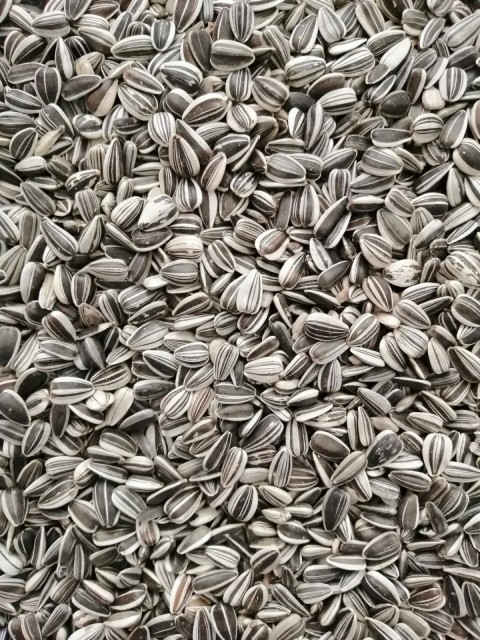 Alaca Küçük Çekirdek-5 Kg