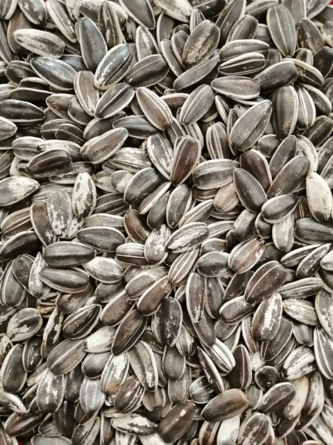 Dakota Çekirdek-5 Kg