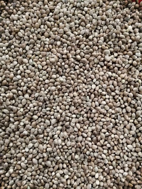 Kenevir Tohumu-10 Kg