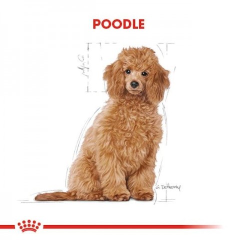 Royal Canin Poodle Puppy Yavru Köpek Maması 3 Kg