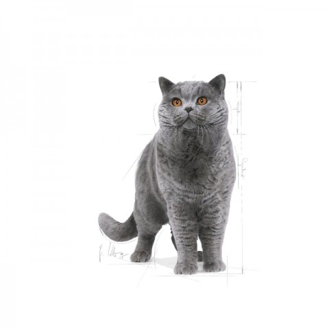 Royal Canin British Shorthair Adult Yetişkin Kedi Maması 10 Kg