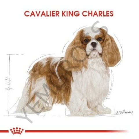 Royal Canin Cavalier King Charles Yetişkin Köpek Maması 3 Kg