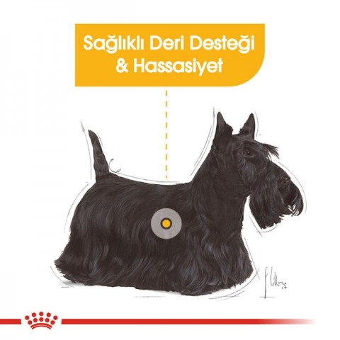 Royal Canin CCN Dermacomfort Loaf Pouch Köpek Konserve Yaş Mama 85 Gr