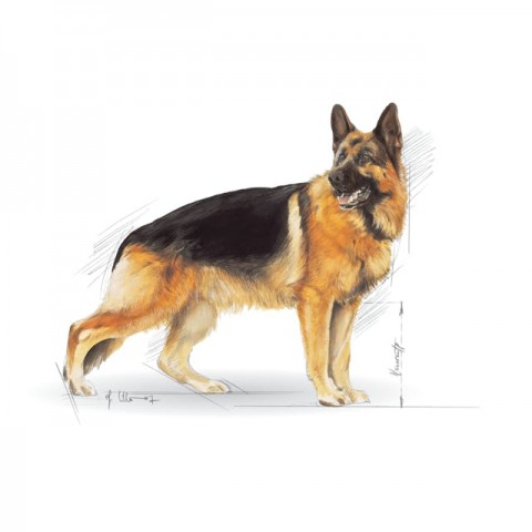Royal Canin German Shepherd Adult Yetişkin Köpek Maması 11 Kg