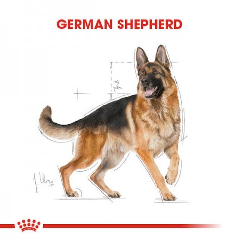 Royal Canin German Shepherd Adult Yetişkin Köpek Maması 11 Kg