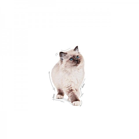 Royal Canin Kitten Jelly Pouch Yavru Kedi Konserve Yaş Maması 85 Gr