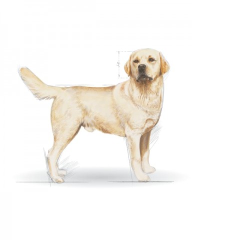 Royal Canin Labrador Retriever Adult Yetişkin Köpek Maması 12 Kg