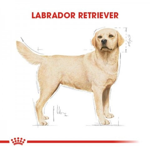 Royal Canin Labrador Retriever Adult Yetişkin Köpek Maması 12 Kg