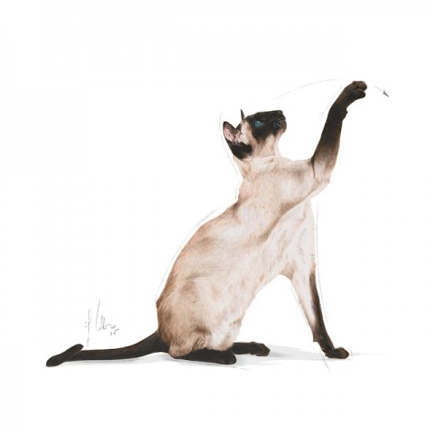 Royal Canin Siamese Siyam Kedilerine Özel Mama 2 Kg